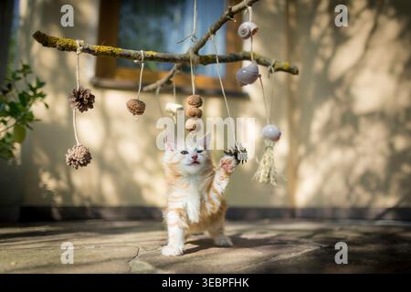 Norwegian forest cat, Kitten plays on a terrace with a mobile, self- made from natural materials. Germany Stock Photo