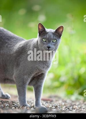 Russian Blue. Senior cat standing in a garden. Germany Stock Photo