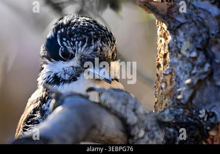 A close up front view of a Three-toed Woodpecker breaking the bark off a dead spruce tree in his hunt for insects in rural Alberta Canada Stock Photo