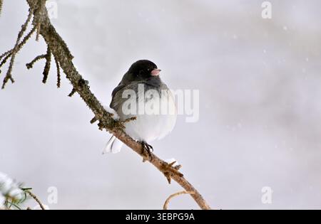 A wild Dark-eyed Junco "Junco hyemalis", perched on a spruce tree branch in the winter season in rural Alberta Canada Stock Photo