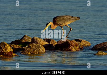 A Great Blue Heron, "Ardea herodias", standing on a rock island foraging for fish on the shore of Vancouver Island British Columbia Canada Stock Photo