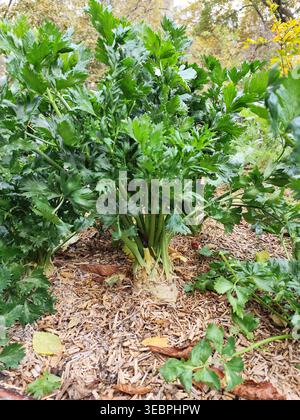 Celery on a bed in the garden. Grow a green leaves root crop. Stock Photo