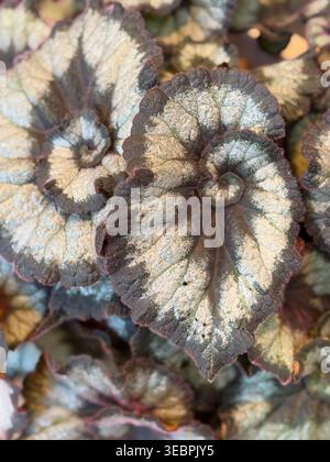 Begonia leaves with unique spiral patterns creating a textured natural background. Mobile photo Stock Photo