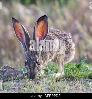 An alert black-tailed jackrabbit foraging in the grass, with large backlit ears and visible ticks near the base of its ears. Shoreline Lake and Park, Stock Photo