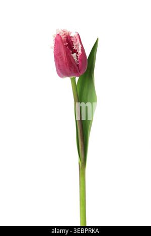 Pink fringed tulip isolated on white background. Top view Stock Photo