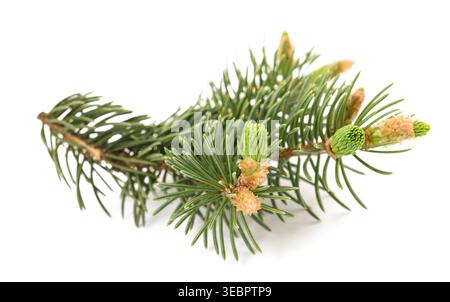 Spruce branch  isolated on white Stock Photo