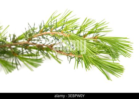 Cedrus deodara branch isolated on white Stock Photo