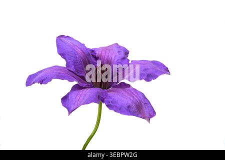 Clematis flower  isolated on white background Stock Photo