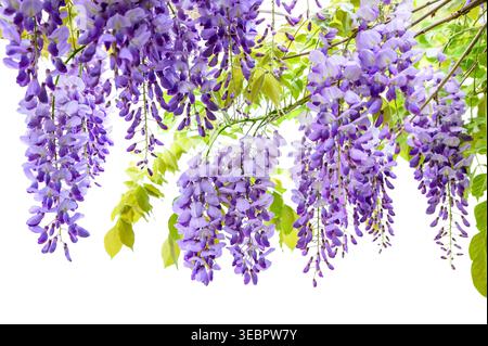 Wisteria flowers isolated on white background Stock Photo