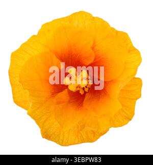 Hibiscus flower  isolated on white background Stock Photo