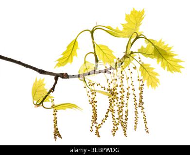 Detailed red oak branch featuring catkins and green leaves, isolated on a white background. Ideal for botanical, seasonal, and nature-related projects Stock Photo