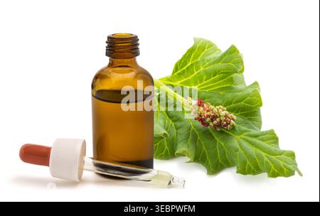 Studio shot of rhubarb extract in a glass dropper bottle, isolated on a clean white background. Natural herbal serum with pipette, ideal for skincare, Stock Photo