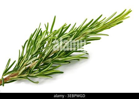 Fresh Rosemary sprig isolated on white background Stock Photo