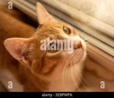 Ginger-white tabby cat is looking out the window from the windowsill Stock Photo