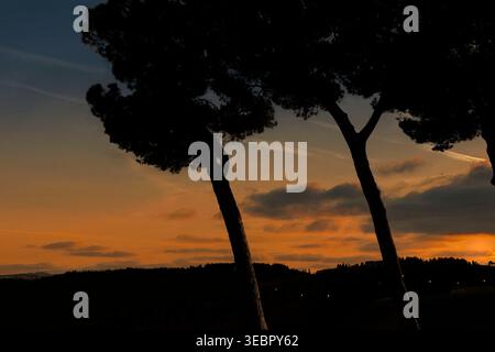 Evening sky in Tuscan Region, silhouette of Mediterranean Pine trees, small decorative lights Stock Photo