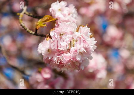26.04.2026 - Die Japanische Blütenkirsche Prunus serrulata, auch Orientalische Kirsche, Ostasiatische Kirsche oder Grannenkirsche, Nelkenkirsche 1 genannt, ist eine Pflanzenart aus der Gattung Prunus in der Familie der Rosengewächse Rosaceae Pasewalk Vorpommern-Greifswald Deutschland *** 26 04 2026 The Japanese flowering cherry Prunus serrulata , also called Oriental cherry, East Asian cherry or Grannen cherry, clove cherry 1, is a plant species of the genus Prunus in the rose family Rosaceae Pasewalk Western Pomerania Greifswald Germany Stock Photo