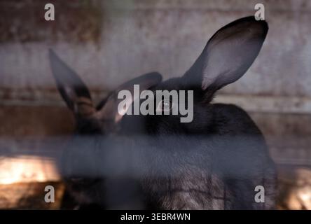 Black Rabbits in Cage on Farm Stock Photo