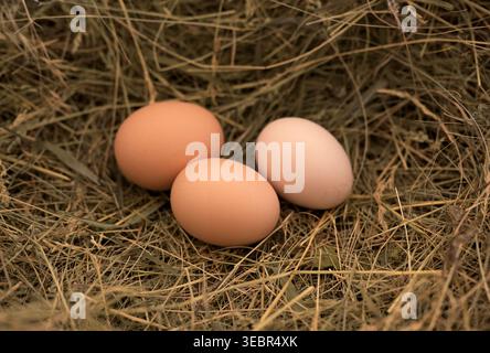 Horizontal Photo of Three Brown Chicken Eggs on Dry Hay Stock Photo