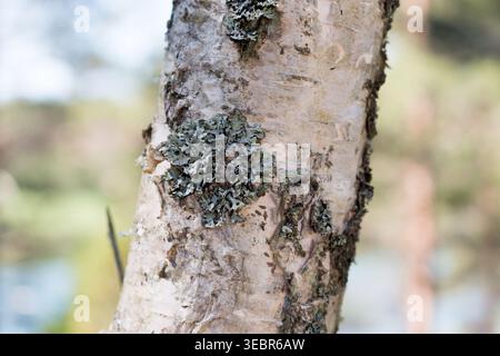 Close-up picture of birch tree bark. Stock Photo