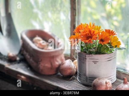 bulbs of flower on a plank next to a decorative flowerpot in terracotta and bouquet of flowers near a glass of window in greenhouse Stock Photo