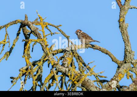 Eurasian tree sparrow (Passer montanus) adult perched in tree in orchard in spring Stock Photo