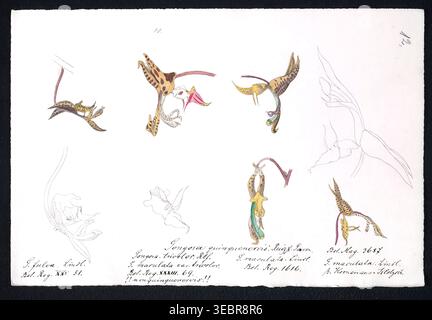 Detailed hand drawn scientific illustrations depicting various orchid flowers in colored and outline forms, with species names and historical publication references for botanical study. depicting various orchid flowers Stock Photo