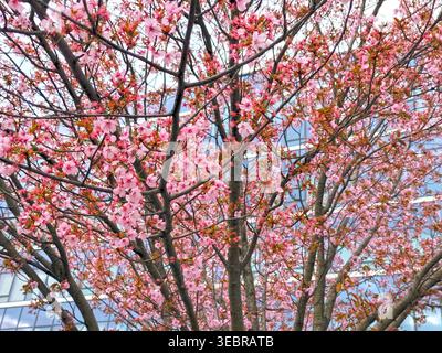 Blooming pink cherry blossom branches in spring against soft urban background. Seasonal nature scene with delicate flowers and tree branches, symboliz Stock Photo