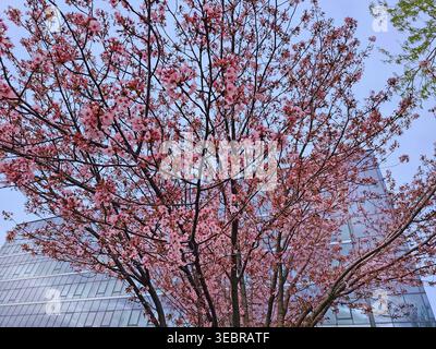 Blooming pink cherry blossom branches in spring against soft urban background. Seasonal nature scene with delicate flowers and tree branches, symboliz Stock Photo