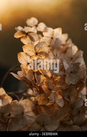 Dried hydrangea flowers glowing in warm evening light, natural botanical background with soft bokeh Stock Photo