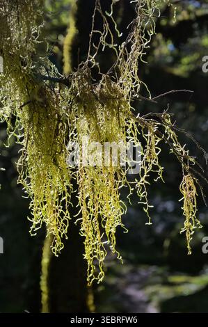 Delicate strands of Usnea lichen (old man's beard) cascade from tree branches, catching the dappled sunlight in a temperate rainforest in New Zealand Stock Photo