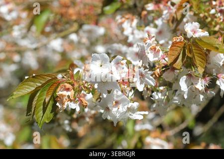 Great White cherry tree - Prunus serrulata "Tai Haku" - white blossom seen in the UK in April 2026 Stock Photo