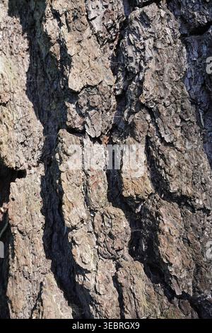 pine tree bark textured background. nature wood tree trunk Stock Photo