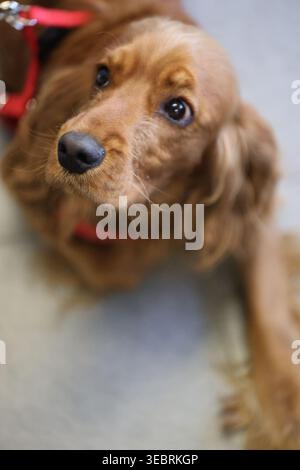 Brown Cocker Spaniel Dog Lying Down Looking Up Stock Photo