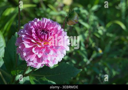 Closeup of a pink dahlia blossom with a green bud and leaves in soft sunlight. High angle view and horizontal composition Stock Photo