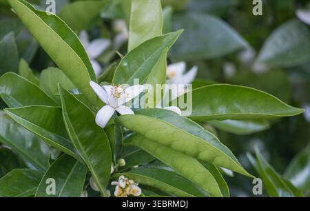 Closeup of a white citrus flower of azahar with yellow stamens surrounded by glossy green leaves in an orchard Stock Photo
