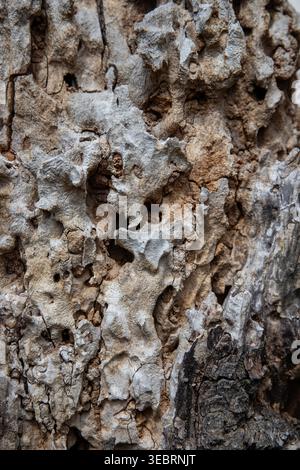 Macro of decaying tree bark featuring deep skeletal textures and intricate organic erosions, creating a complex natural relief for abstract background Stock Photo