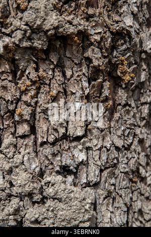 Macro of decaying tree bark featuring deep skeletal textures and intricate organic erosions, creating a complex natural relief for abstract background Stock Photo