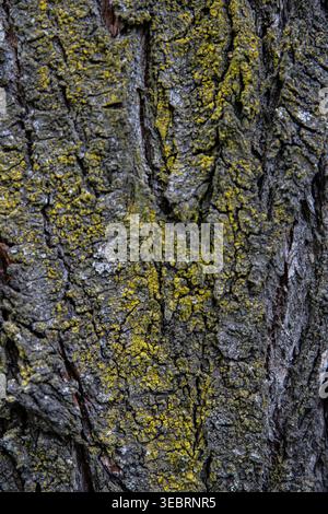 Vertical macro texture of tree bark heavily covered in vibrant yellow-green lichen, showcasing a detailed organic pattern with deep ridges and natural Stock Photo
