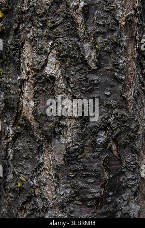 Macro of decaying tree bark featuring deep skeletal textures and intricate organic erosions, creating a complex natural relief for abstract background Stock Photo