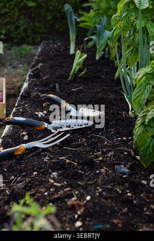 Trowel, transplanter and hand fork are lying on dark soil in raised wooden bed, seedlings nearby Stock Photo