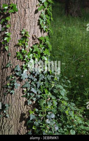 Peaceful forest depiction highlighting ecological harmony and vitality Stock Photo