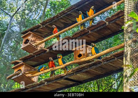Colorful macaws perched on wooden shelves with nesting boxes in a large aviary sanctuary in Brazil, South America Stock Photo