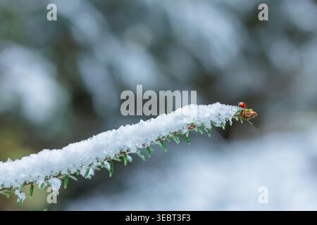 A ladybug sits on a snow covered fir twig during thaw. Contrast of insect and cold seasonal environment in close detail. Stock Photo