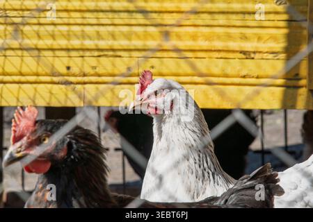 A curious white hen looks on from behind a wire fence in a rustic chicken coop. The bright sun casts shadows against a vibrant yellow wooden wall, cre Stock Photo
