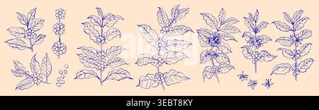 Coffee branches with leaves, flowers and berries. Black ink drawing on a white background. Stock Vector