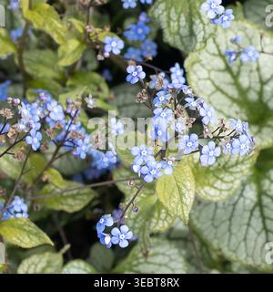 Close-up of Forget-Me-Not flowers and Leaves Stock Photo