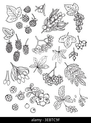 Vector sketch food. Berries sketch vector food. Blackberry, Currant, sea buckthorn, maiden grapes, mountain ash, goji, boysenberry Stock Vector