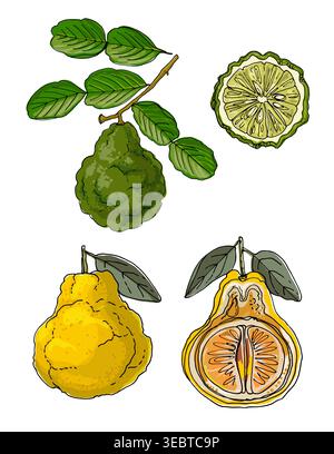 Vector sketch food. Faffir lime, Kaffir lime Stock Vector