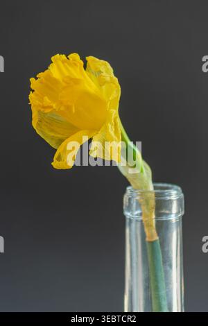 Single yellow narcissus flower in a glass bottle against a dark grey background. Minimalist spring floral art with copy space. Stock Photo