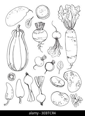 Vector sketch food. Vegetables and herbs. Potatoes, sweet potatoes, black radishes, onions, pumpkin Stock Vector